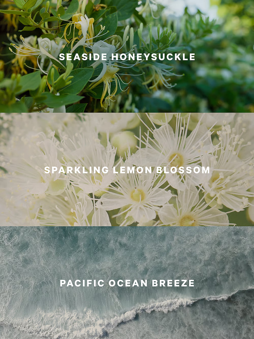 Victoria's Secret Coastal Blooms ķermeņa sprejs