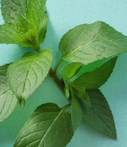 Sweet Mint lūpu balzams – eos